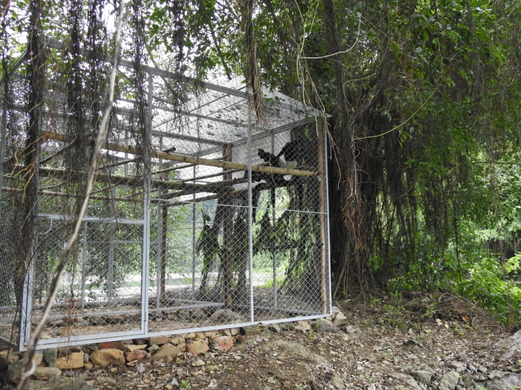 5 langurs tranferred