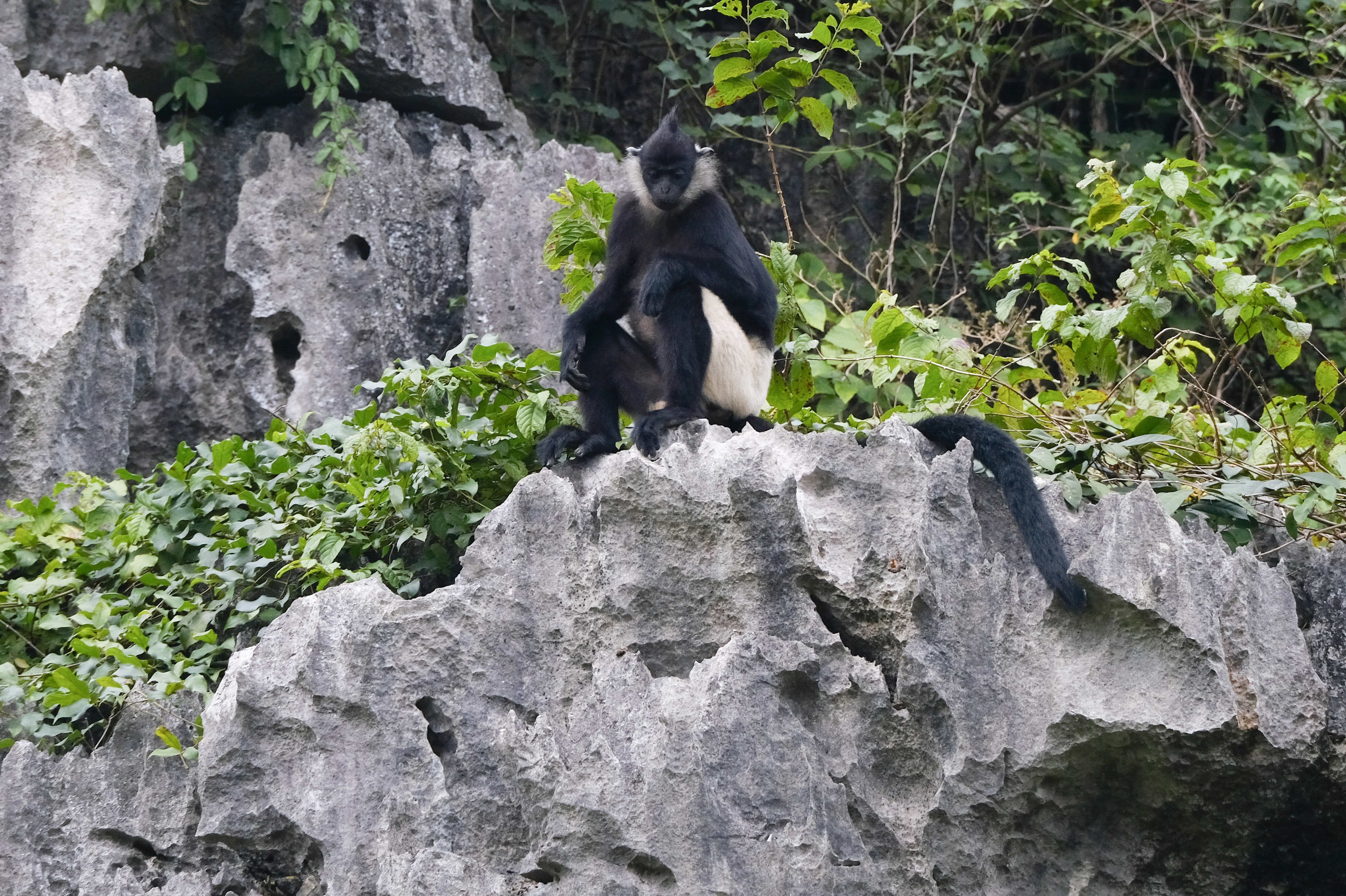 CMStimpson_Van_Long_5